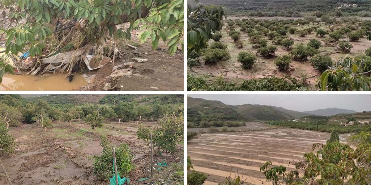 La seconda Dana devasta le aree agricole di Málaga: danni su orticole, limoni e avocado
